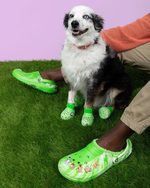 Crocs prasentiert Pet Crocs fur Hunde Grailify